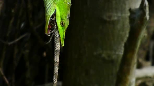 Snake Eating Lizard