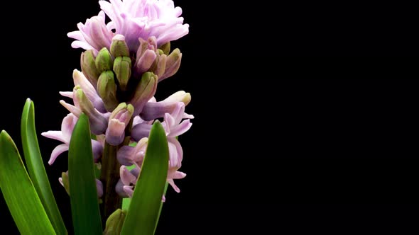 Spring Flowers Hyacinth Blooming on Black Background