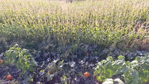 Traveling through a pumpkin patch and corn field by drone.