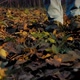 Woman Steps on Glade Fallen Leaves - VideoHive Item for Sale