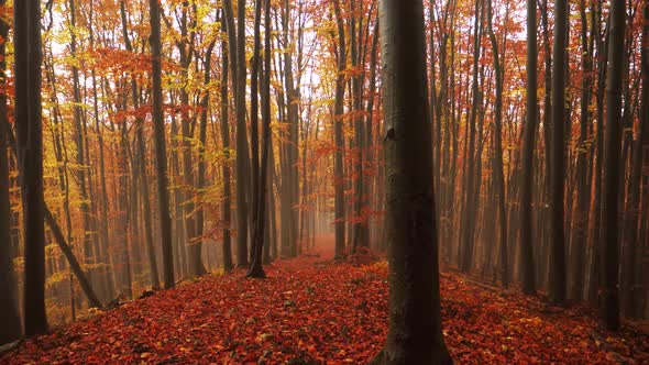 View of a magical autumn in the forest