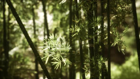 Green Bamboo Forest in Hawaii