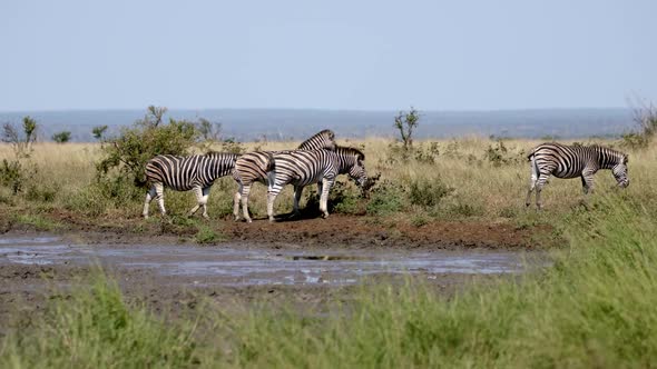 Burshells Zebra Herd in Protected Ecosystem For Animals in Kruger National Park, South Africa, Full