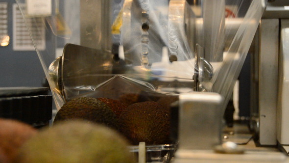 Avocados in Industrial Line