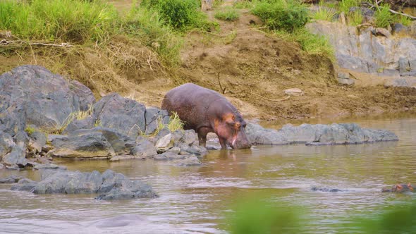 a hippo enters a pond and drinks water, while other hippos swim in the water in a hot African savane