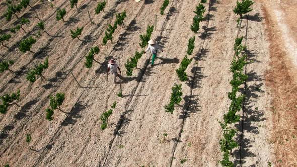 Tracking Shot of Man and Woman Walking on Vinegrape Plantation Cutting Leaves