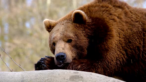 Large lazy brown bear resting, portrait close up