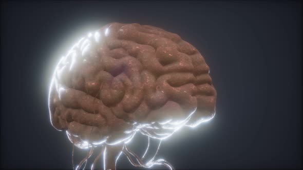 Animated Model of Human Brain alt