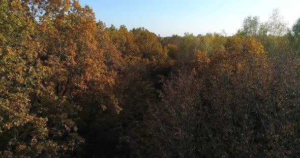 Autumn Forest - Aerial Views