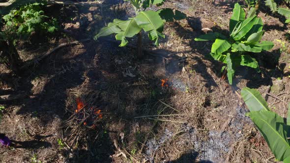 Slash and burn culture: a banana plantation in a tropical forest on fire