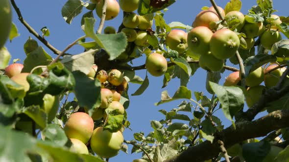 Apple tree branches in front of blue sky full of tasty fruit 4K 2160p UltraHD footage - green organi