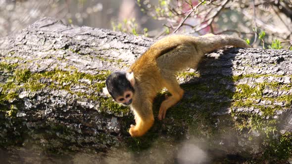 Slow motion shot of cute Saimiri Monkeys climbing on wooden trunk in forest during sunlight - close