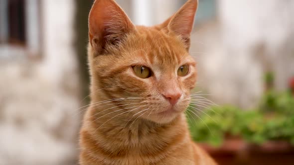 Close-up of orange cat with beautiful eyes. Feline look concept