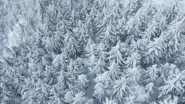 Aerial View of Forest Covered Wirt Snow