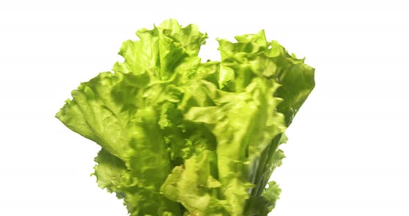 Lettuce Vegetables