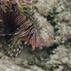 The Lionfish - VideoHive Item for Sale