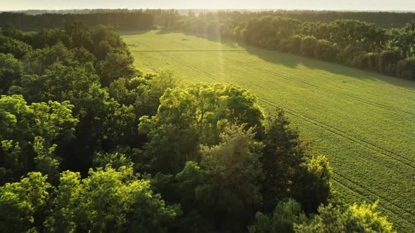 Sunset Green Forest Meadow