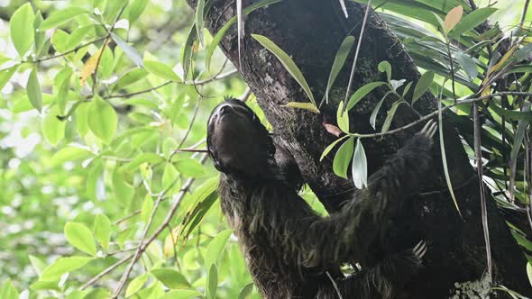 Sloth in Rainforest, Costa Rica Wildlife, Climbing a Tree, Brown Throated Three Toed Sloth (bradypus