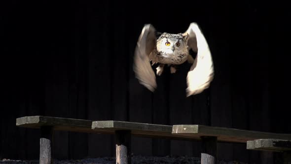 Beautiful Owl Bird Take Off Flying Away. Raptor Predator Animals Background