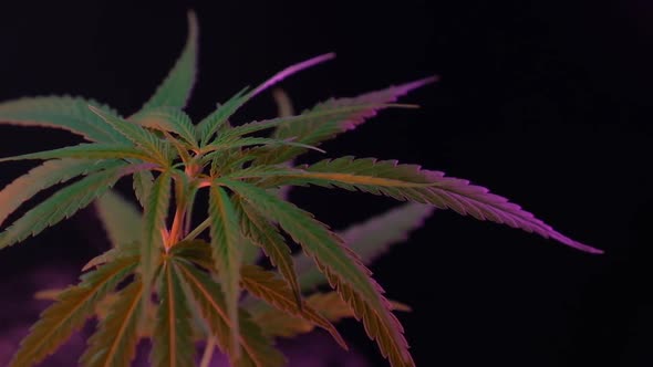 Cannabis plants growing in an indoor farm.