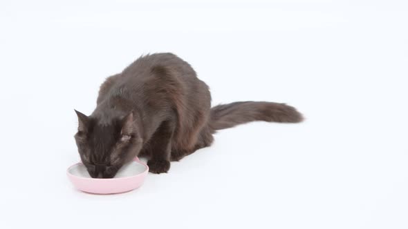 Small black cat eats wet food from a cat shaped dish