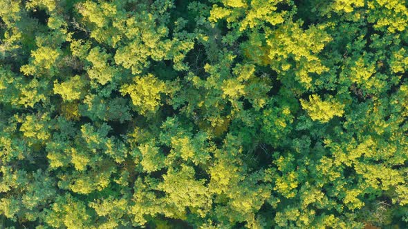 Green Woodland Overhead View of