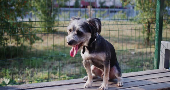 Dog Breathing with Tongue Sticking Out at Hot Day