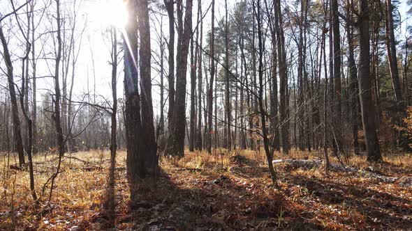 Forest with Trees in an Autumn Day