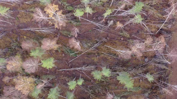 Flying over autumn woodlands, beautiful colors.