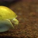 Apple Snail In An Aquarium Water - VideoHive Item for Sale