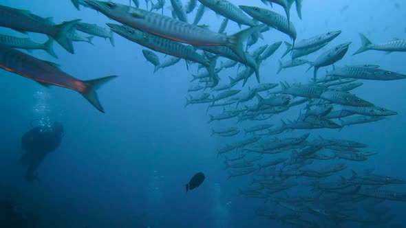 Imagine swimming in to a huge school of barracudas! Diver signaling hello in the end of the clip