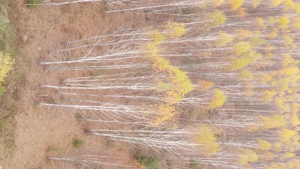 Vertical Video Aerial View of Trees in the Forest on an Autumn Day in Ukraine Slow Motion