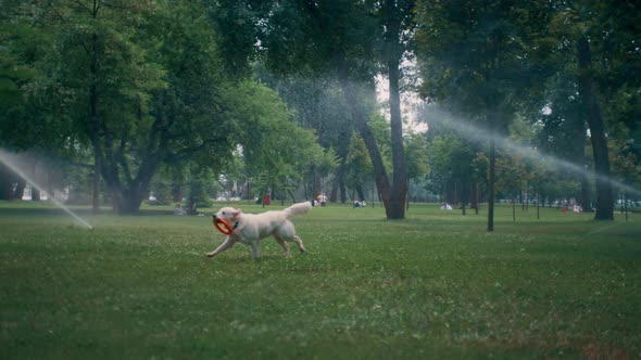 Energetic Golden Retriever Run with Rubber Toy in Mouth Under Sprinkler in Park