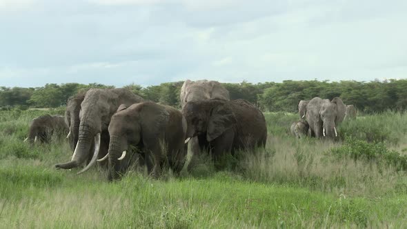 African Elephant (Loxodonta africana)  family  eating in grasslands, Amboseli N.P. Kenya.