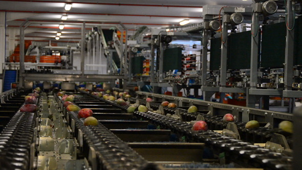 Mangoes Fruit in a Chain Industrial