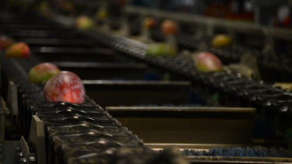 Mangoes Fruit in a Chain Industrial alt