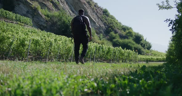 Black male traveler with backpack walking across green landscape of grape vines in Switzerland
