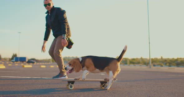 Owner Teaches Beagle Dog to Skate in the Parking