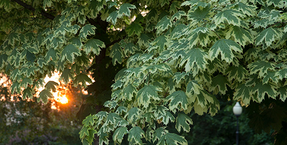 Evening in the Park