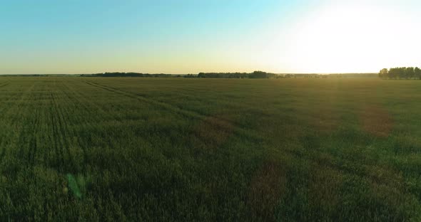 Low Altitude Flight Above Rural Summer Field with Endless Yellow Landscape at Summer Sunny Evening