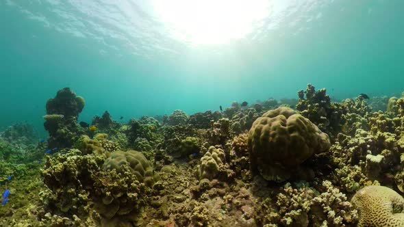 Coral Reef Tropical Fish