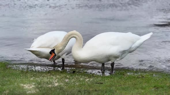 Two swans grazing grass by Muckross Lake in Killarney, Ireland.