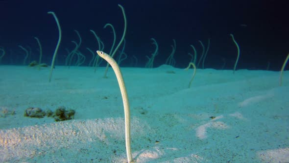 Underwater Beautiful Garden Eels