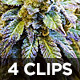 Flowering Marijuana Plants Closeup 4 Pack - VideoHive Item for Sale