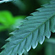 Rack Focus Through Thick Marijuana Plants - VideoHive Item for Sale