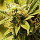 Crystallized Marijuana Bud Reveal - 2 Clips - VideoHive Item for Sale