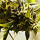 Flowering Marijuana Buds Rack Focus - VideoHive Item for Sale