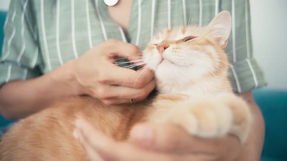Close-up Shot of Woman's Hands Petting a Cute Ginger Cat.