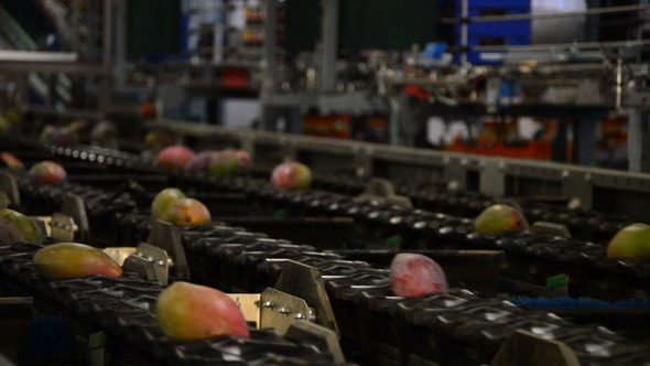 Mangoes Fruit Industrial Packaging Chain