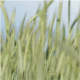 Green Wheat in the Wind - VideoHive Item for Sale